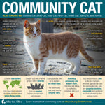 Community Cat Infographic Poster