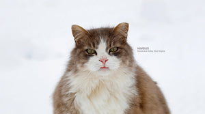 Alley cat outlet allies tnr