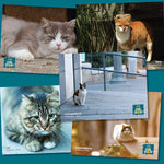 Global Cat Day Notecards