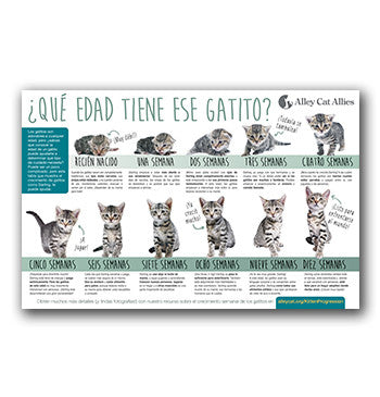 Que Edad Tiene ese Gatito?