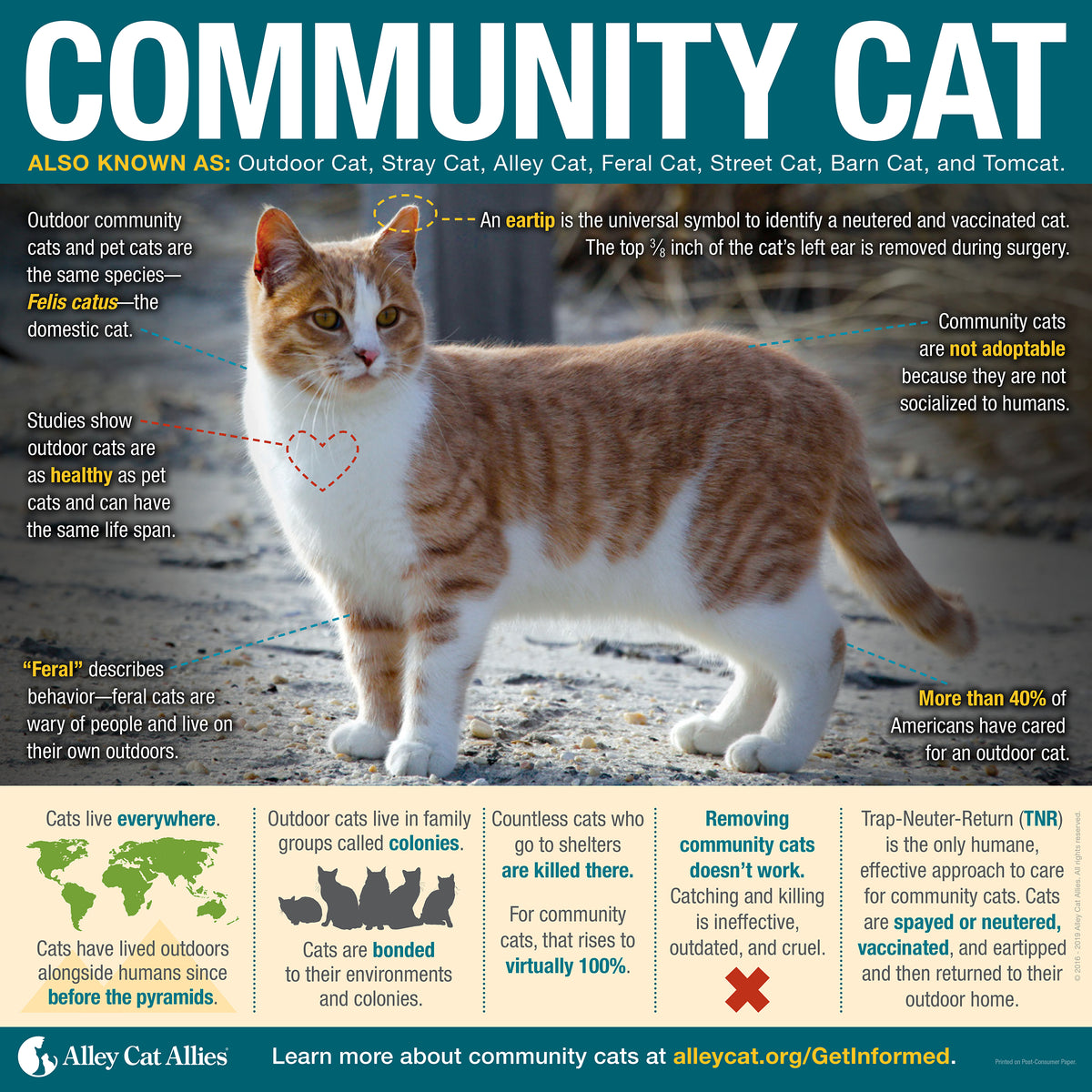 Community Cat Color Community Cat Infographic Poster – Alley Cat Allies