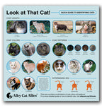 Look at That Cat! A Quick Guide to Identifying Cats Infographic Poster