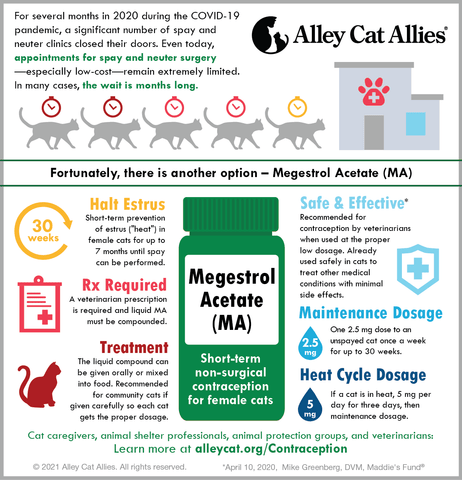 Megestrol Acetate (MA) - Short-term Non-surgical Contraception for Female Cats Infographic Poster