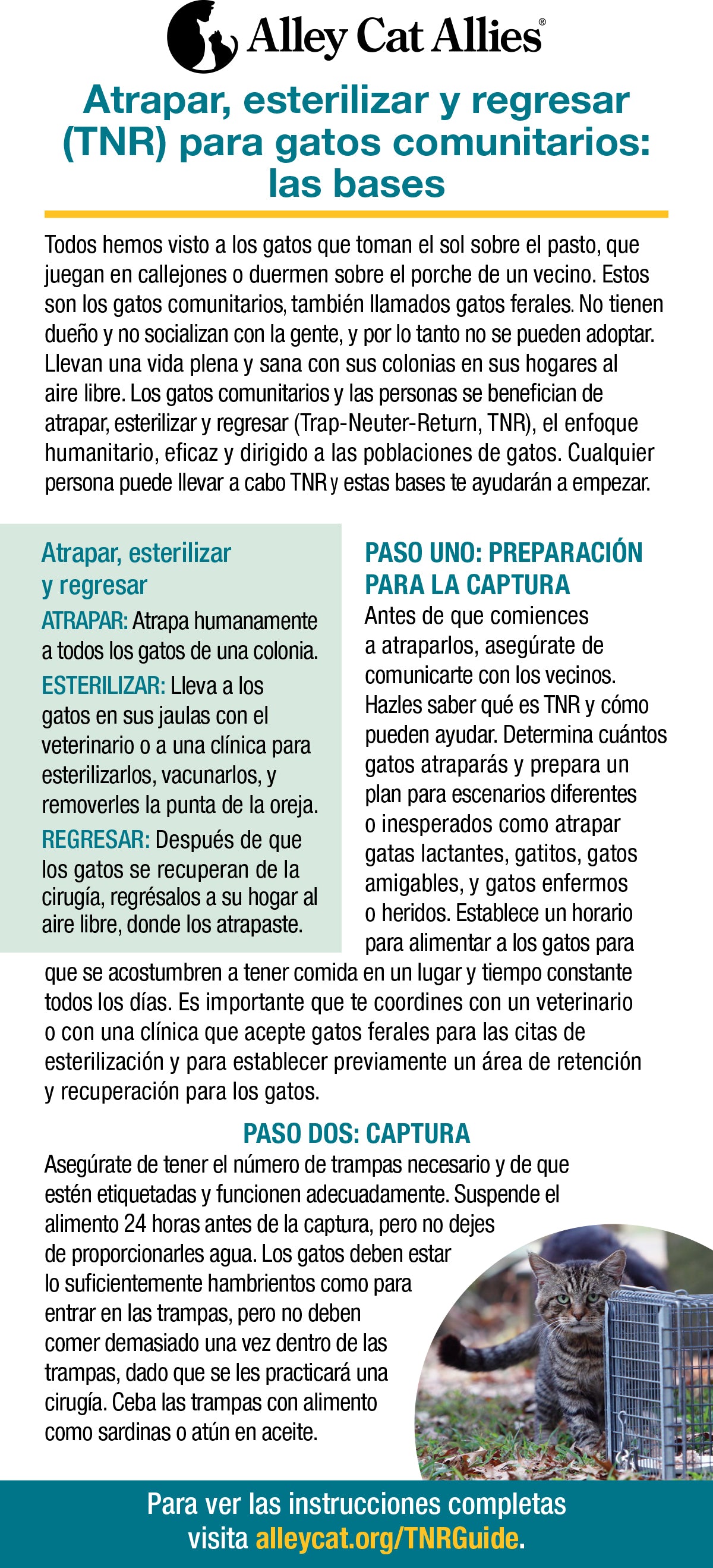 Atrapar, esterilizar y regresar (TNR) para gatos comunitarios: las bases - 2